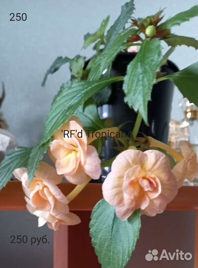 Ахименес комнатный