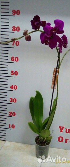 Орхидея