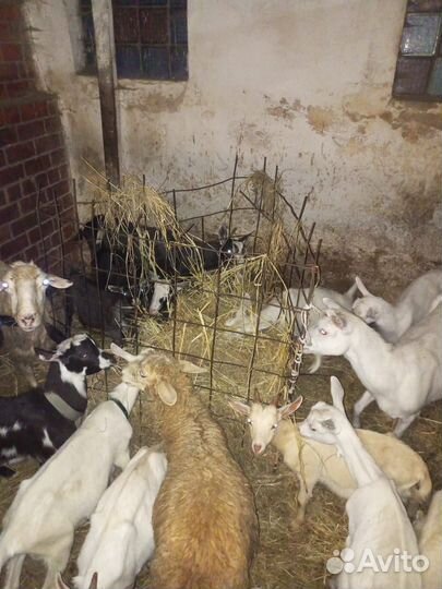 Бараны и козы