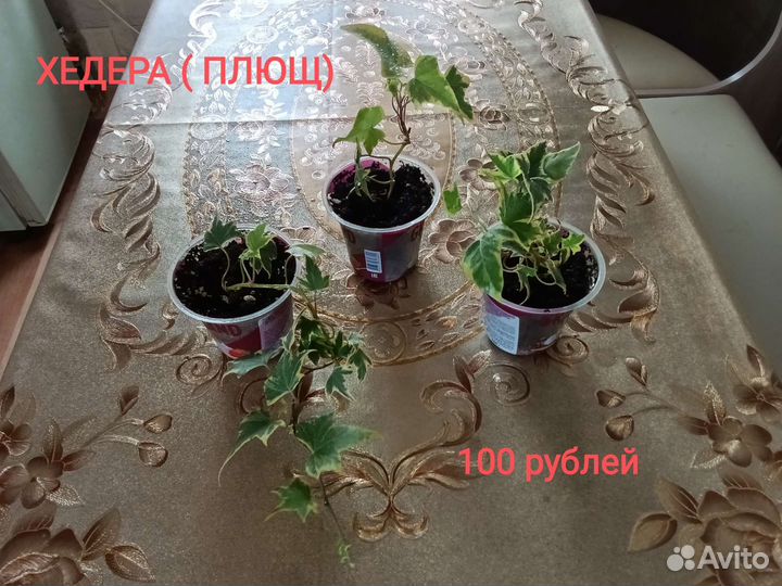 Комнатные цветы