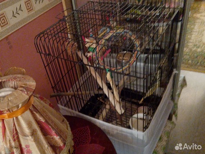 Попугай корелла с клеткой