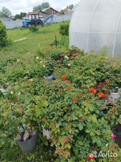 Саженцы роз