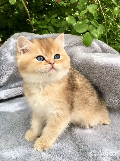 Британские котята