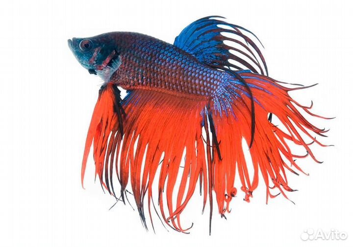 Петушок сиамский Корона - Сине-красный