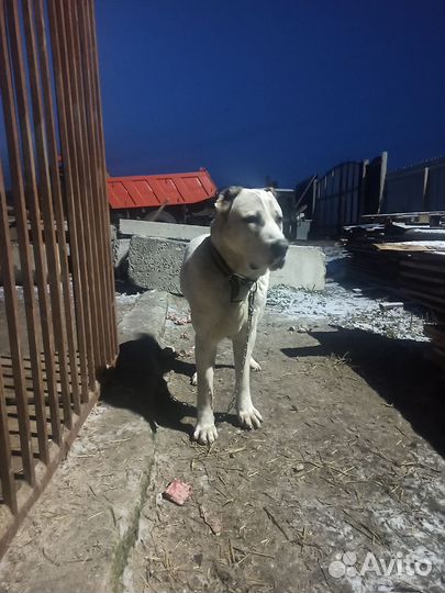 Чистокровный алабай, вязка