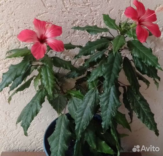 Гибискус Купера