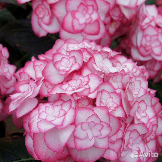 Гортензия мисс Саори