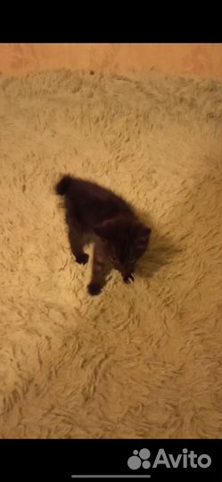 Котята курильский бобтейл