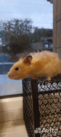 Сирийский хомяк