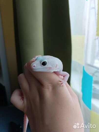 Геккон эублефар