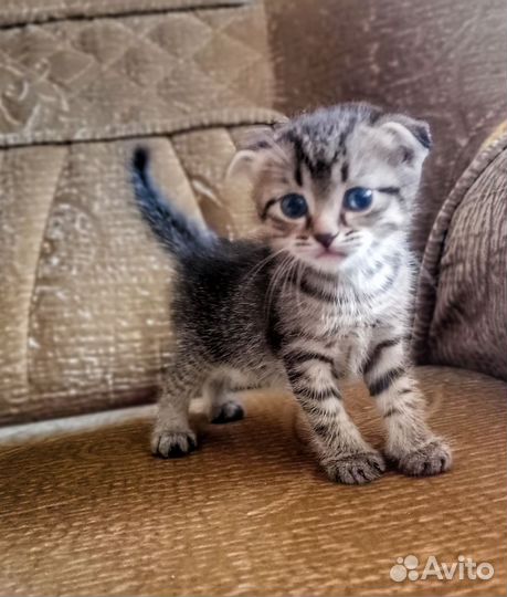 Кошка в дар