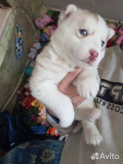 Щенки хаски