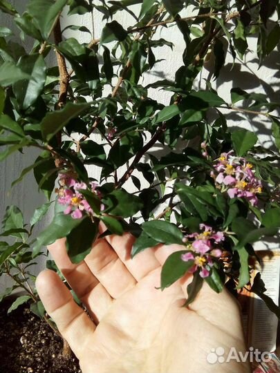 Ацерола или Мальпигия глабра