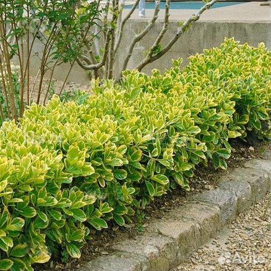 Бересклет кустовой, ползучий, на штамбе