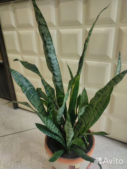 Сансивьера