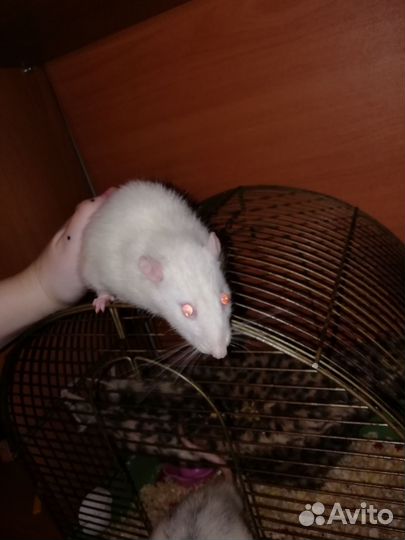 Крыса дамбо