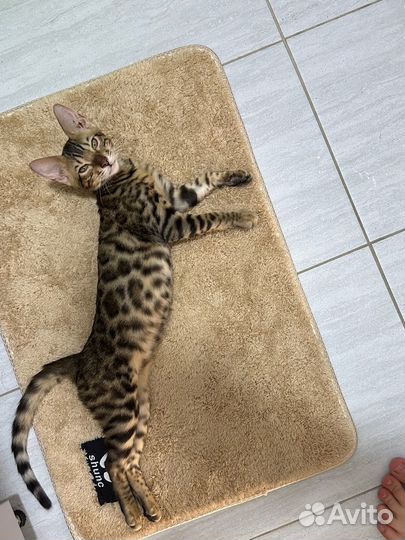 Бенгальская кошка