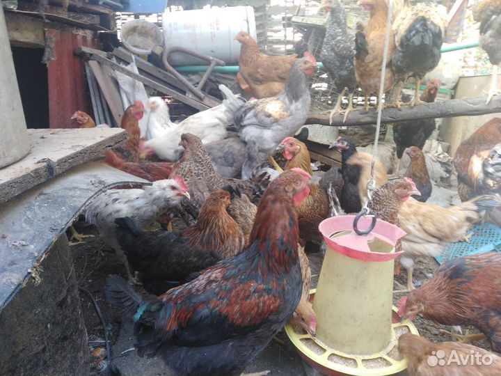 Куры несушки