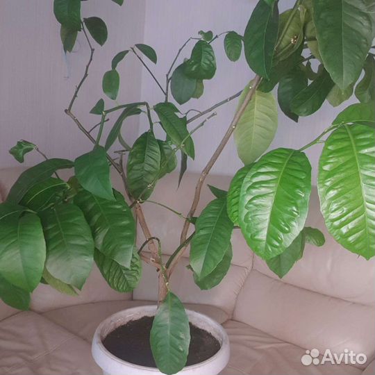 Лимон Павловский