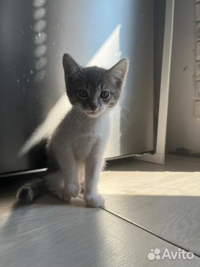 Отдам котят в добрые руки бесплатно