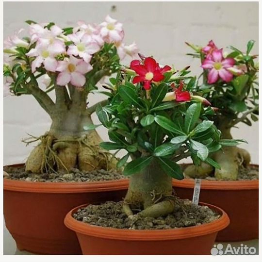 Адениум. Пустынная роза