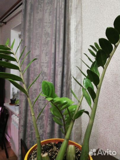 Замиокулькас