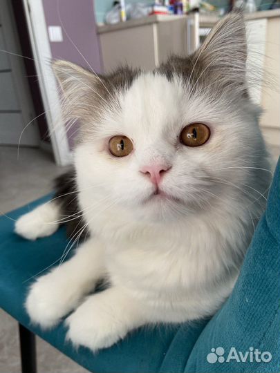 Шотландский кот для вязки