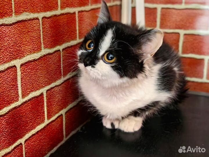 Котенок-девочка в добрые руки