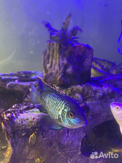 Аквариумные рыбы Наннакары