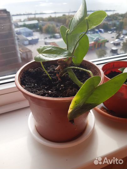 Цветок мужское счастье