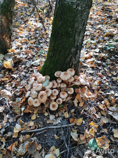 Грибы опята свежие