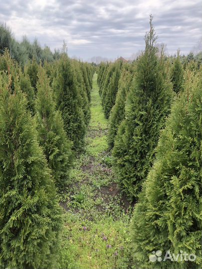 Туя западная смарагд
