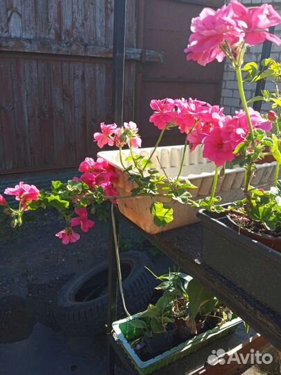 Герань плющелистная