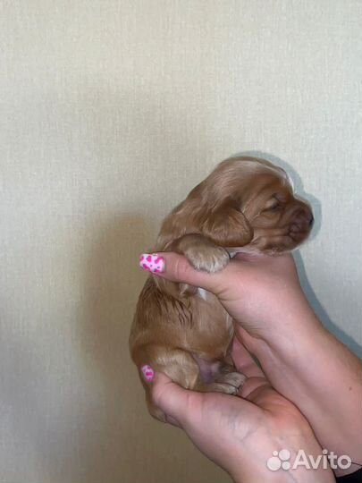 Кокер спаниель