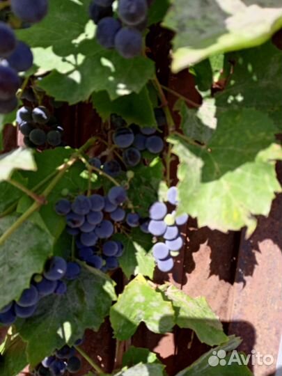 Виноград Изабелла/Молдова