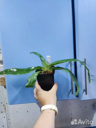 Орхидея. Пафиопедилум. Paphiopedilum moquettianum