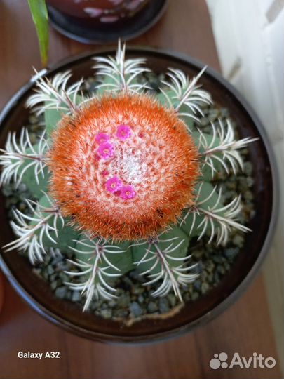 Кактусы редкие