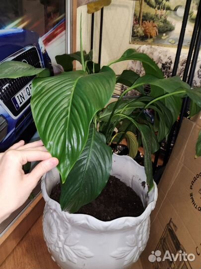 Спатифиллум крупнолистный