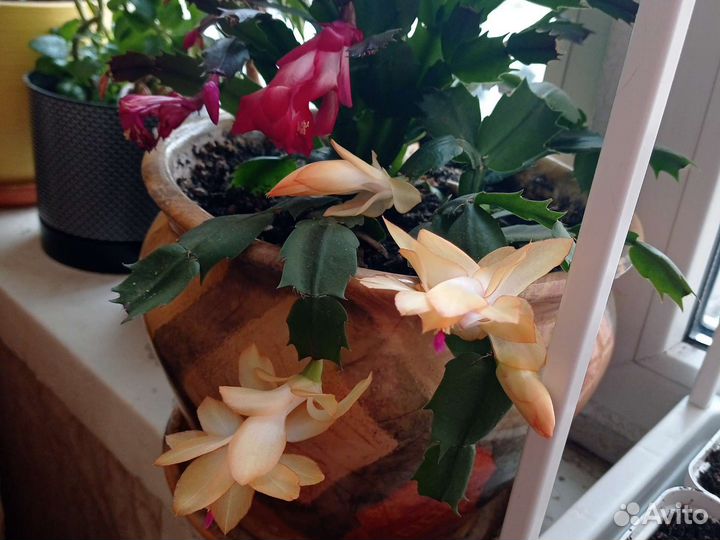 Цветок Декабрист. Спатифиллум