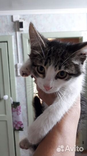 Отдам в добрые руки