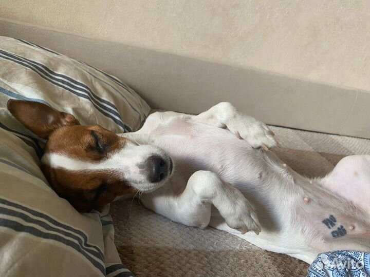 Джек Рассел терьер