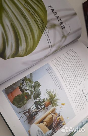 Urban Jungle и О'кей Джунгли книги