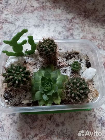 Кактусы и суккуленты, мини садик