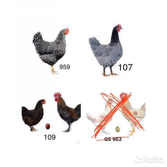Молодняк доминант 3 вида