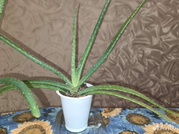 Алоэ вера растение