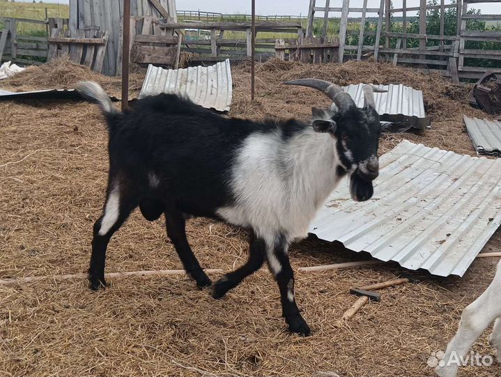 Козы дойные