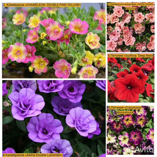 Вегетативная Петуния, Калибрахоа