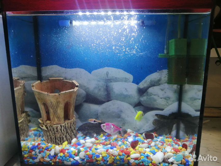 Аквариум
