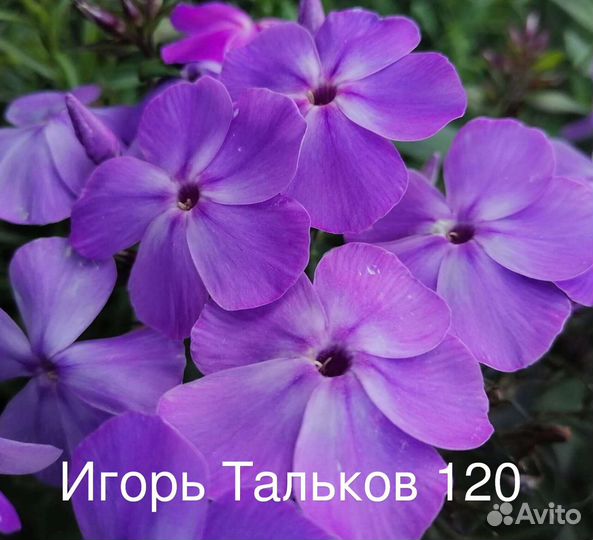 Флоксы многолетние