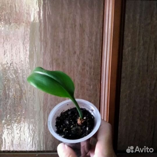 Цветы